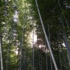 Die Sonne blitzt durch die dichten Bambusstämme