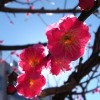 Pflaumenblüten bei Gegenlicht