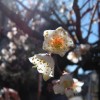 Weiße Pflaumenblüten