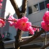 Pflaumenblüten