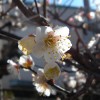 Weiße Pflaumenblüten